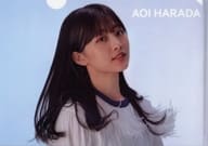原田葵(背景：白) ランダムA4クリアファイル 「櫻坂46『BACKS LIVE!!』」