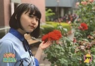 375 ： いぎなり東北産/桜ひなの/いぎなり生写真