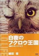 趣味/北欧スカンジナビア 百夜のフクロウ王国 嶋田忠