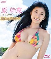 原幹恵 / アイドルワン 優しさに包まれて